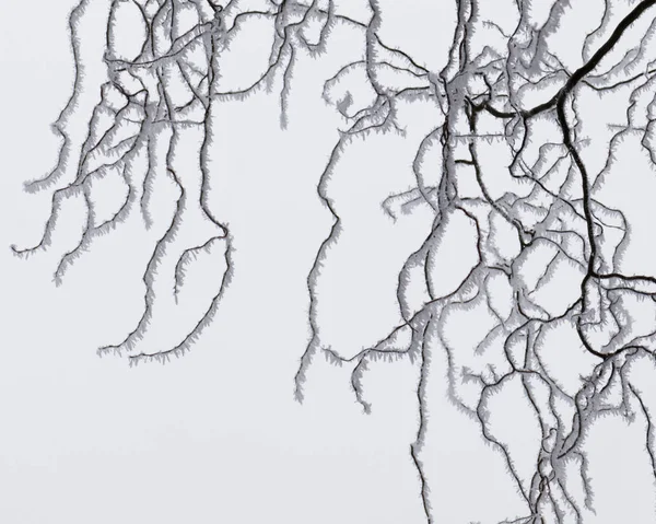Větve Stromu Ice Zahrnuty Ranním Oparu — Stock fotografie