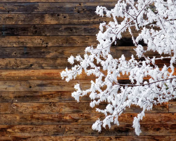 Zimní Scéna Zmrazené Větve Dřevěné Pozadí — Stock fotografie