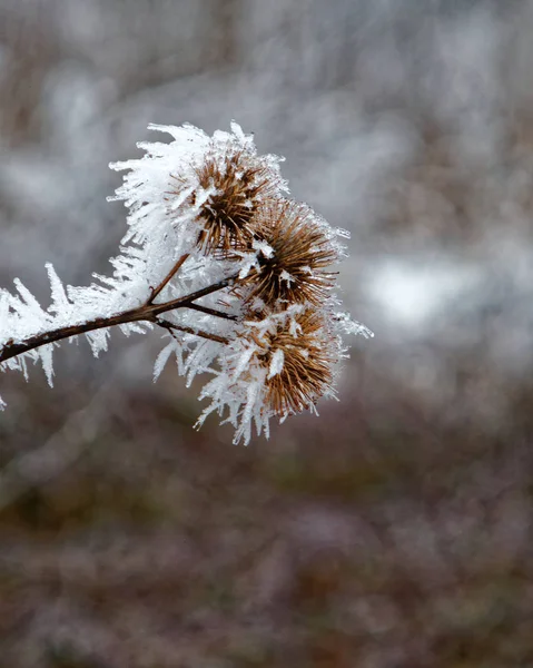 Zimní Scény Ledová Krytá Ořechy Closeup — Stock fotografie