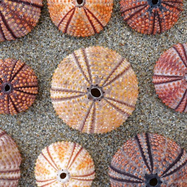 Coquillages Oursins Colorés Sur Plage Sable Humide Vue Dessus — Photo