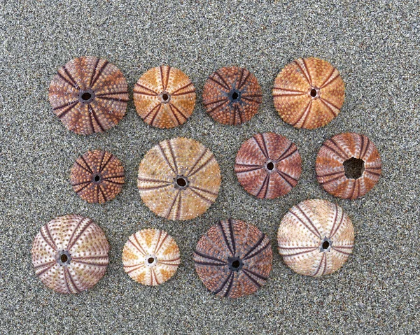 Красочные Раковины Морских Ежей Мокром Песке — стоковое фото