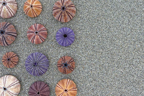 Colorful Sea Urchins Shells Wet Sand Beach Top View Space — Stock Photo, Image