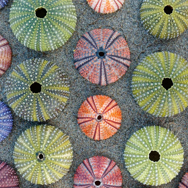 湿沙海滩顶视图上五颜六色的海胆壳 — 图库照片