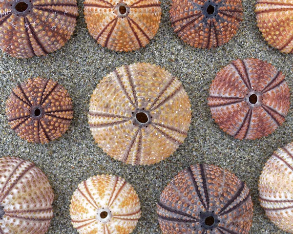 Colorful Sea Urchins Shells Wet Sand Beach Top View Stock Photo