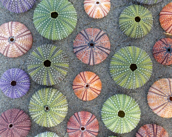 Colorful Sea Urchins Shells Wet Sand Beach Top View — Stock Photo, Image