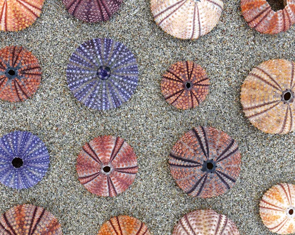 Conchas Erizos Mar Colores Playa Arena Húmeda Vista Superior — Foto de Stock