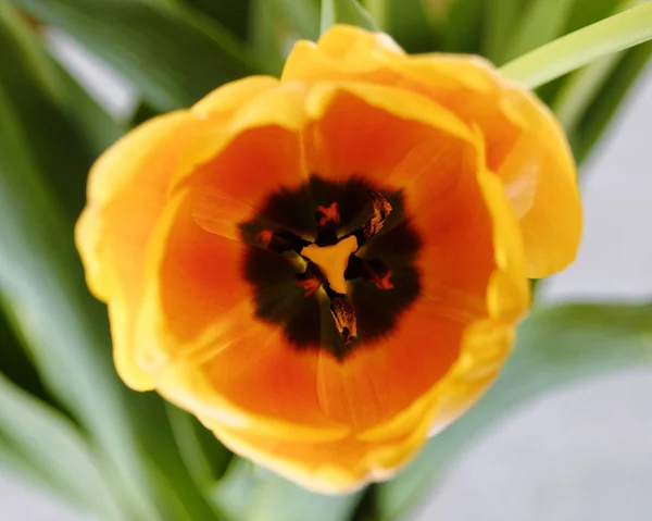 Vibrante Amarelo Laranja Tulipa Flor Vista Superior — Fotografia de Stock