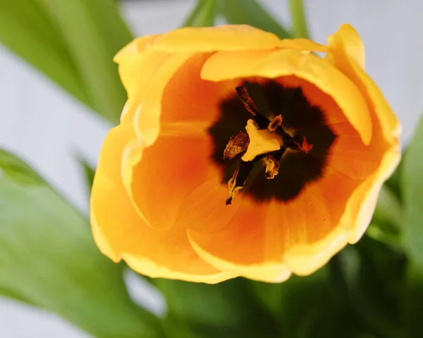 Vibrante Amarelo Laranja Tulipa Flor Vista Superior — Fotografia de Stock