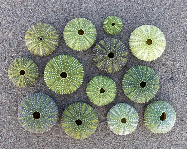 Green Sea Urchins Wet Sand Beach Top View — Stock Photo, Image