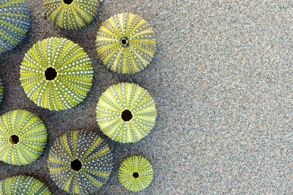 湿った砂浜の緑のウニ トップビュー — ストック写真