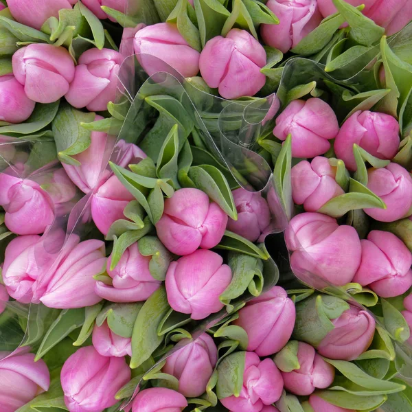 Бледно Розовые Цветы Тюльпан Вид Сверху Качестве Естественного Фона — стоковое фото