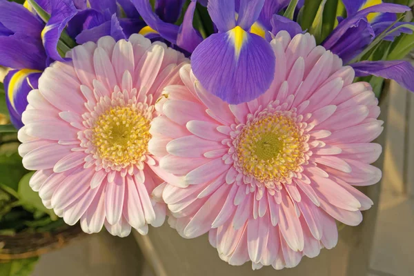 Růžovou Žlutou Gerber Květinové Zobrazení Shora — Stock fotografie