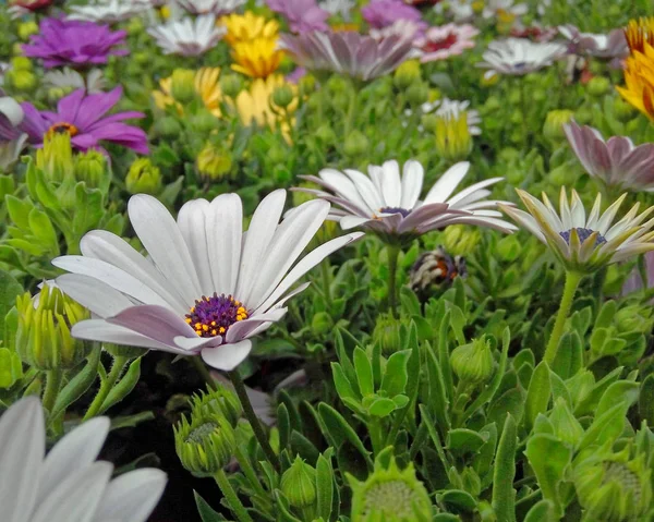 Pallido Bianco Daisybush Fiori Primo Piano — Foto Stock