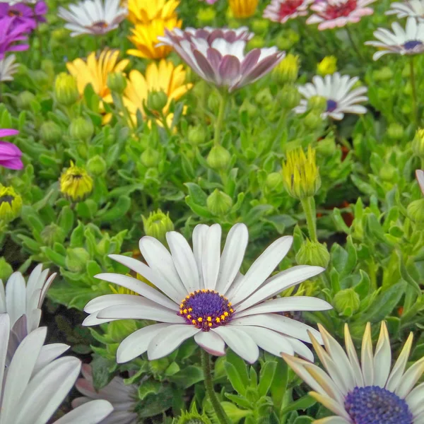 Blek Vit Daisybush Blommor Närbild — Stockfoto