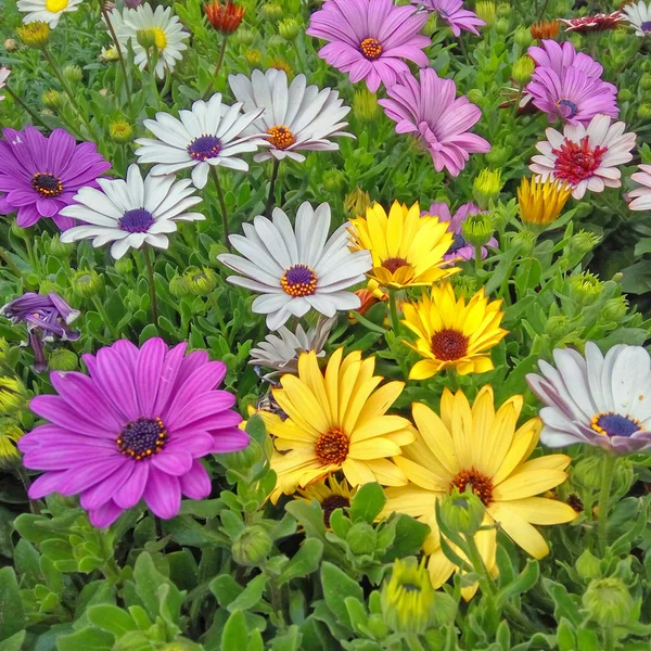Farverige Gule Lilla Lysehvide Daisybush Blomster Closeup - Stock-foto