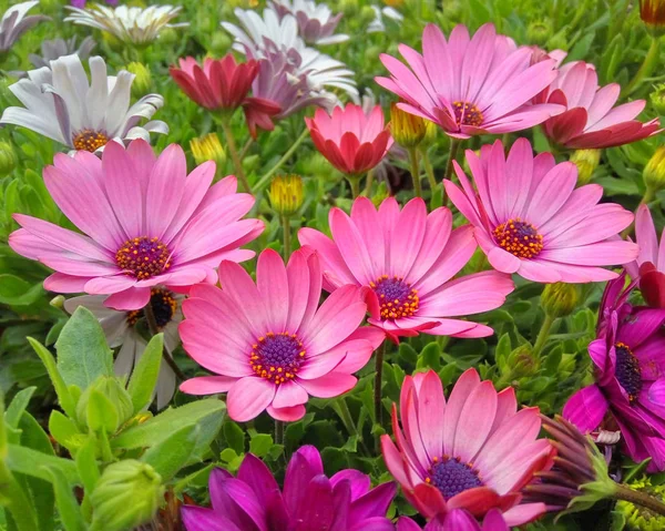 Fleurs Marguerite Couleur Violette Gros Plan Dans Jardin — Photo