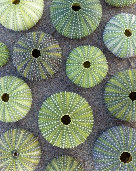 Green Sea Urchins Wet Sand Beach Top View Stock Image