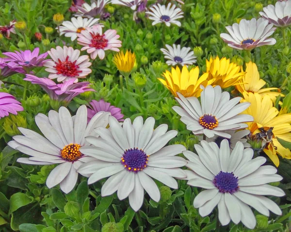 Fiori Margherita Bianco Pallido Primo Piano Giardino — Foto Stock