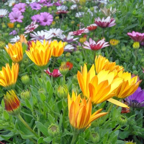 Flores Margarita Color Amarillo Primer Plano Jardín —  Fotos de Stock