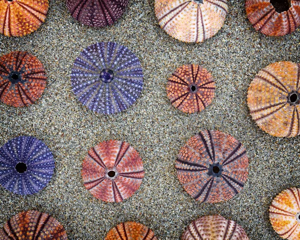 Oursins Mer Colorés Sur Sable Mouillé Motif Sans Couture — Photo