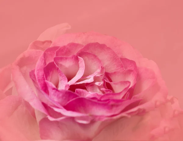 Viola Rosa Rosa Vista Dall Alto Primo Piano Sfondo Naturale — Foto Stock