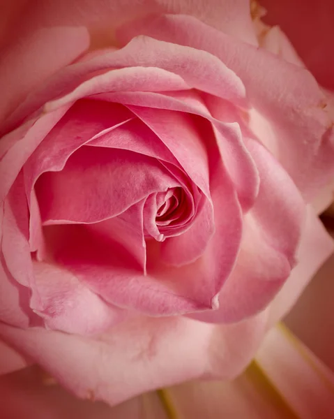 Bledě Růžová Růže Nahoře Zobrazení Closeup Přírodní Pozadí — Stock fotografie