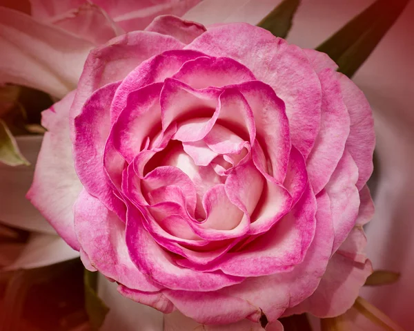 紫红色玫瑰顶视图特写 自然背景 — 图库照片
