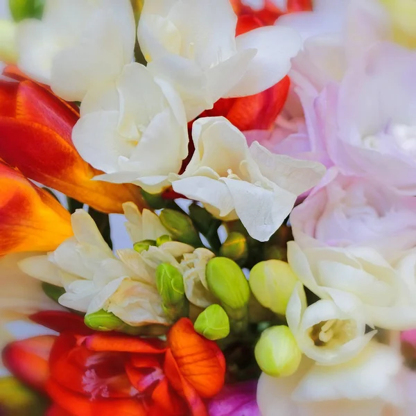 Φρέζια Πολύχρωμα Λουλούδια Top View Φυσικό Υπόβαθρο — Φωτογραφία Αρχείου