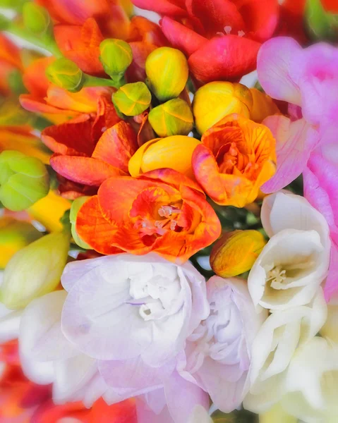 Színes Frézia Virág Felülnézetben Természetes Háttér — Stock Fotó