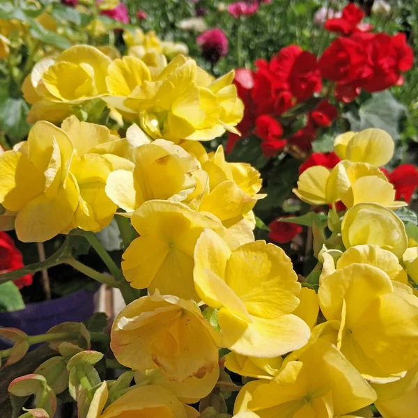 Färska Gula Begonia Blommor Närbild Trädgården — Stockfoto