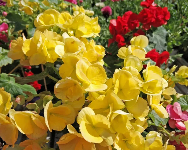 Färska Gula Begonia Blommor Närbild Trädgården — Stockfoto