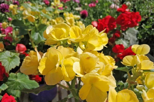 Färska Gula Begonia Blommor Närbild Trädgården — Stockfoto