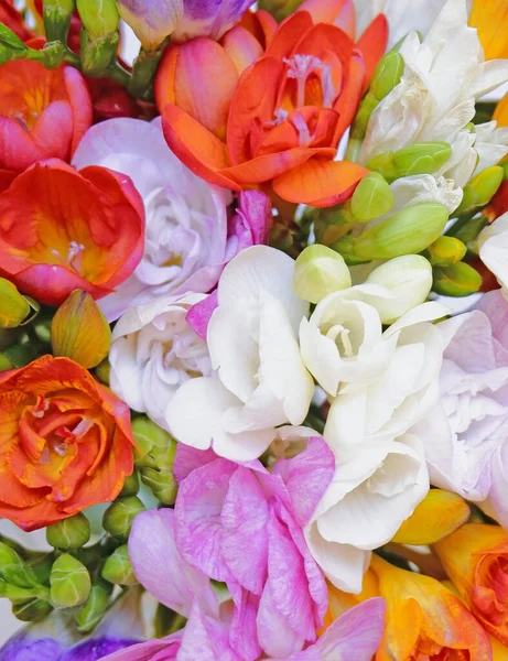 Красочные Цветы Freesia Вид Сверху Природный Фон — стоковое фото