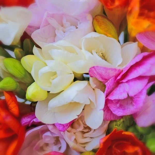 Colorful Freesia Flowers Top View Natural Background — Stock Photo, Image