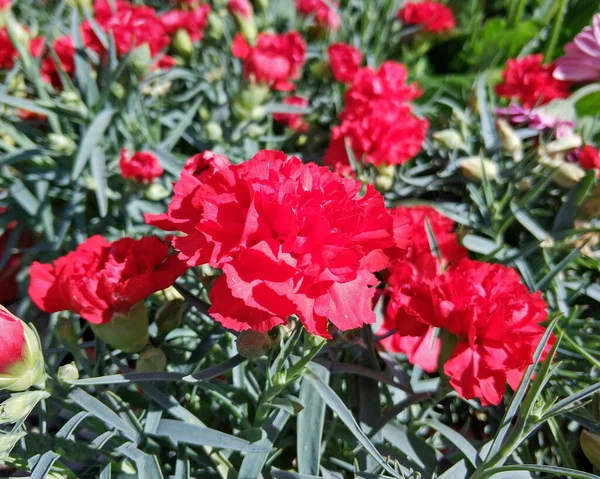 红色康乃馨花特写镜头在花园里 — 图库照片