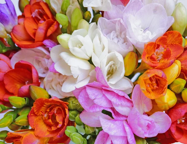 Барвисті Квіти Фрезії Вид Зверху Природний Фон — стокове фото
