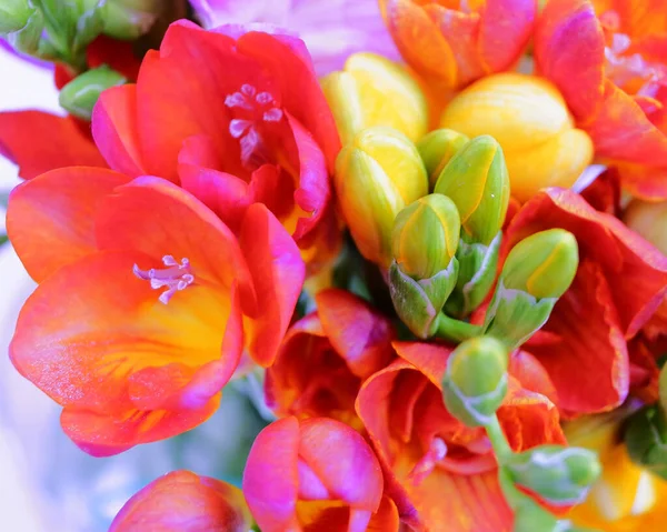 Colorful Freesia Flowers Top View Natural Background — Stock Photo, Image