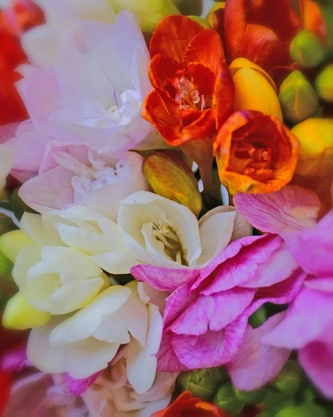 Frezja Kolorowe Kwiaty Widok Góry Naturalnego Tła — Zdjęcie stockowe