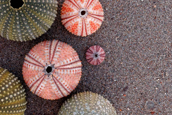 Collection Colorful Sea Urchins Dark Sand Beach Classic Film Flitered — Stock Photo, Image