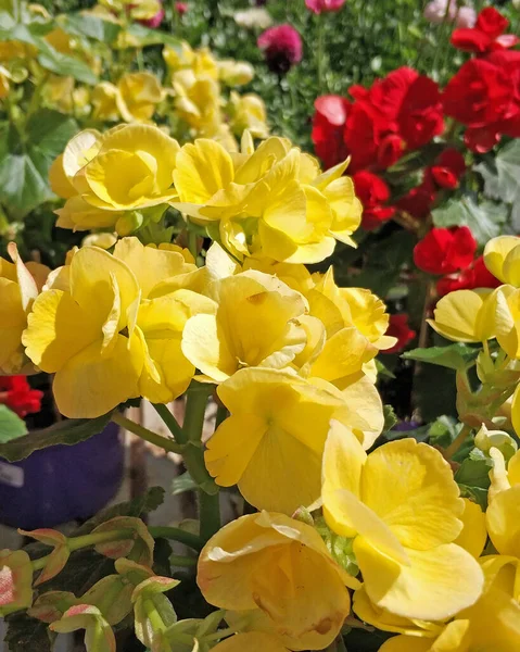 Färska Gula Begonia Blommor Närbild Trädgården — Stockfoto