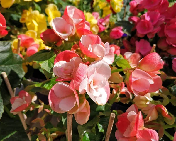 Färsk Blekrosa Begonia Blommor Närbild Trädgården — Stockfoto