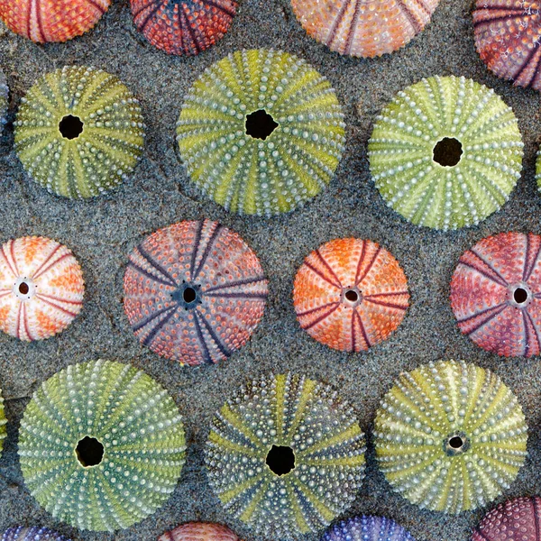 Rows Colrful Sea Urchins Shells Dark Sea Sand — Stock Photo, Image