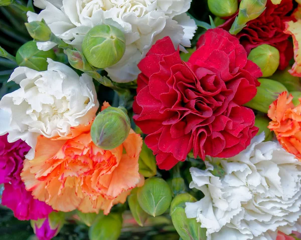 Kleurrijke Anjer Bloemen Bovenaanzicht Close Natuurlijke Achtergrond — Stockfoto