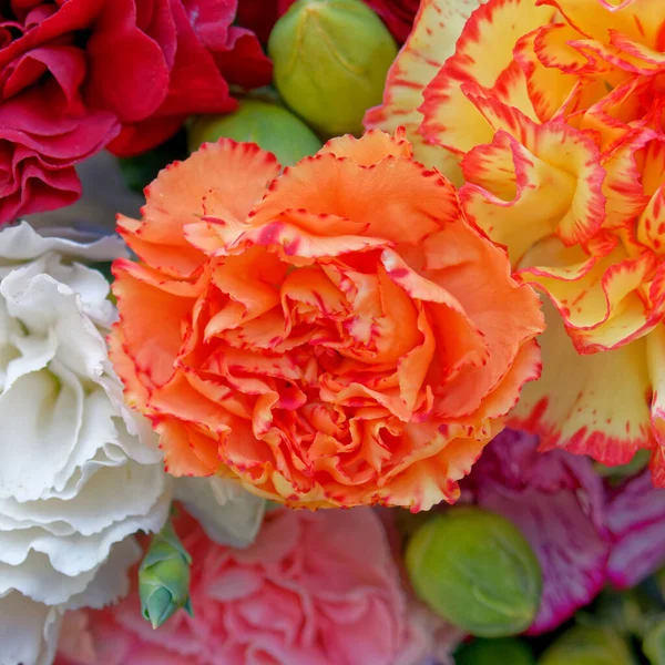 Kolorowe Goździki Kwiaty Widok Góry Zbliżenie Naturalne Tło — Zdjęcie stockowe