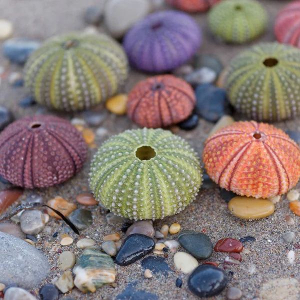 Islak Kumsal Renkli Deniz Kestaneleri Yaklaşın — Stok fotoğraf