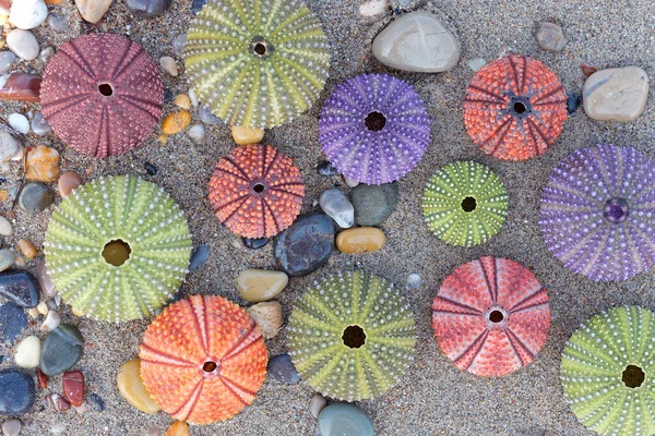 Wet Sand Beach Colorful Sea Urchins Close Top View — Stock Photo, Image