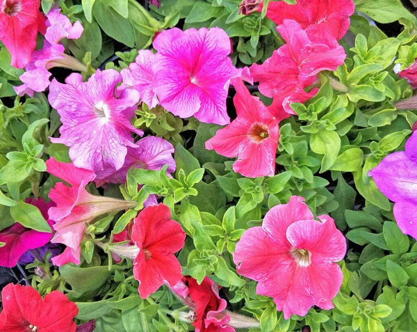 Flores Petunia Rosa Roja Cierran Jardín Fondo Patrón Natural — Foto de Stock
