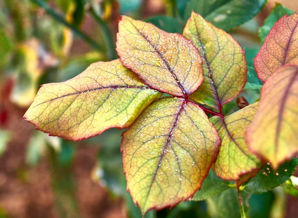 Nasse Herbstblätter Hautnah Natürlicher Hintergrund — Stockfoto