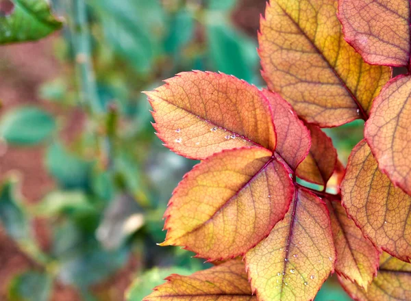 Nasse Herbstblätter Hautnah Natürlicher Hintergrund — Stockfoto