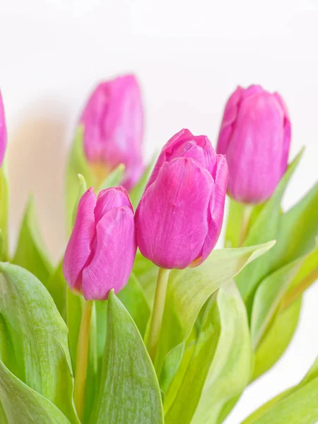 Violeta Colorido Tulipa Flores Buquê Fundo Branco Perto — Fotografia de Stock